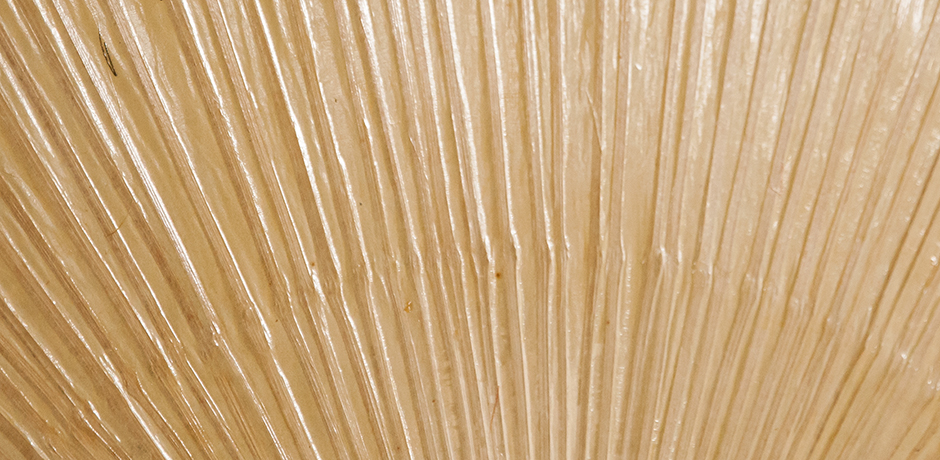 Ingo-Maurer-Uchiwa-wall-lights-bamboo
